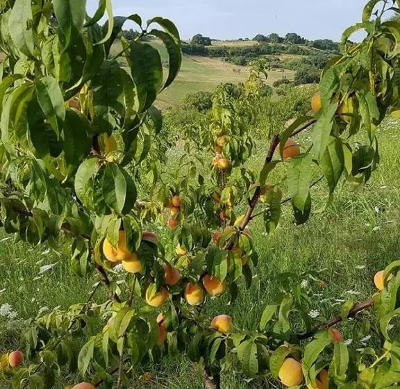 تختخواب و صبحانه Gaeleon Campofilone