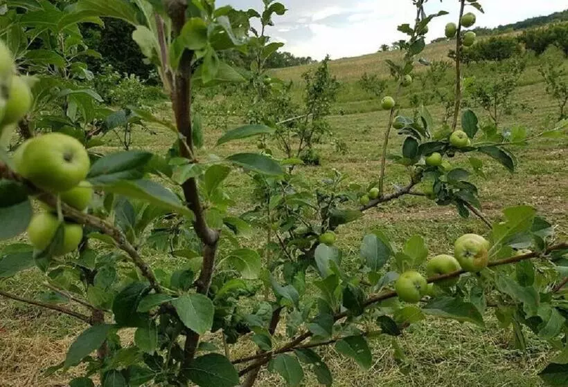 تختخواب و صبحانه Gaeleon Campofilone