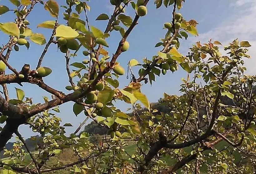 تختخواب و صبحانه Gaeleon Campofilone