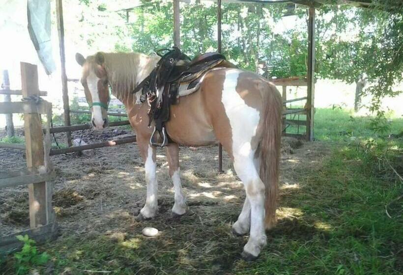 بنسيون The Horse