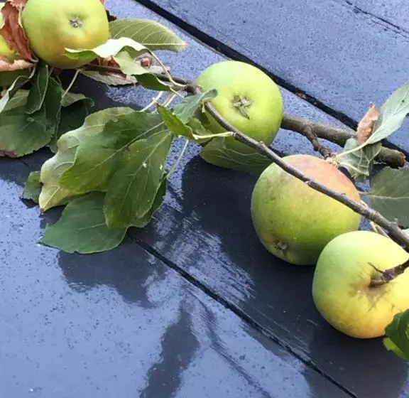 Aamiaismajoitus (B&B) Nabij De Molen