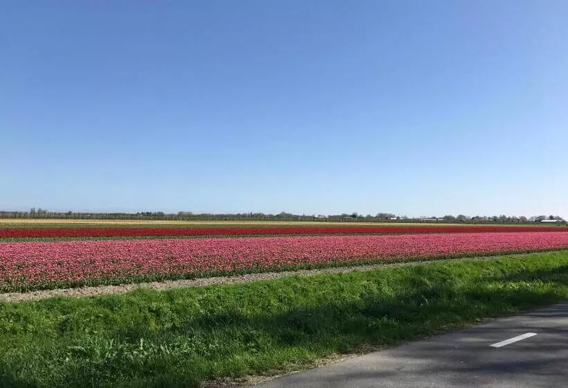 Aamiaismajoitus (B&B) Nabij De Molen