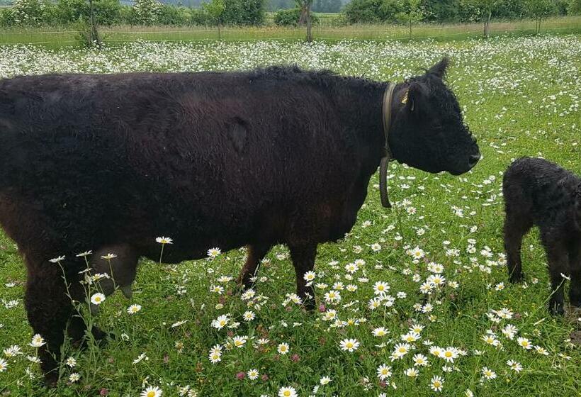 بنسيون Bio Hof Moosburg Am See Mit Sauna