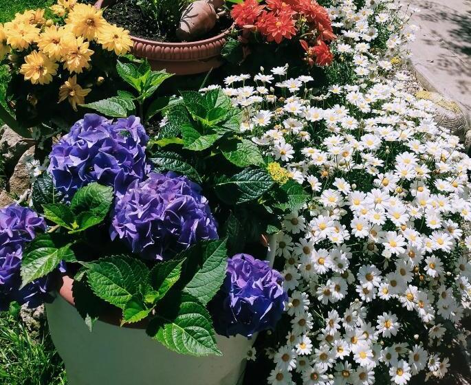 پانسیون Luxury Apartment Magnolia Terrace