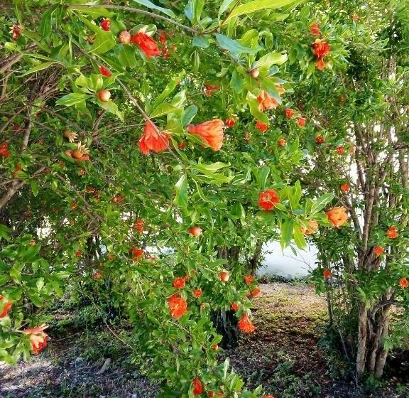 B&b La Casa Nel Bosco