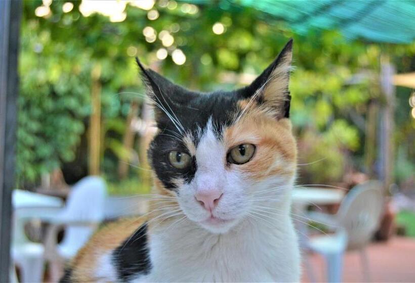 בית מלון כפרי Agriturismo Terre Di Mare Bordighera