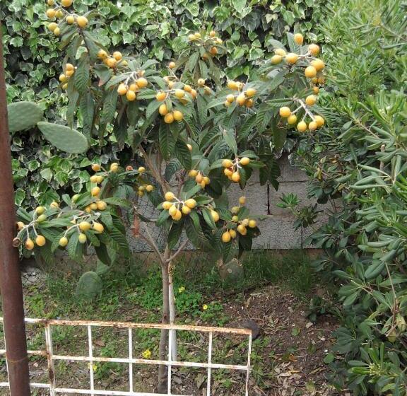 ベッドアンドブレックファースト Accussì