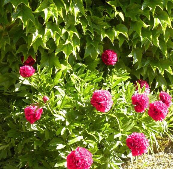 Bed and Breakfast Maison Des Forges