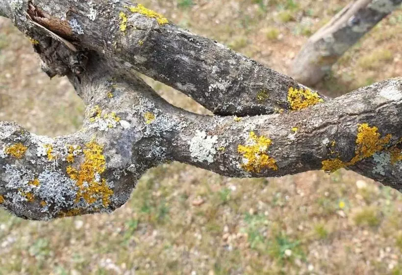 ベッドアンドブレックファースト L  Esmerand