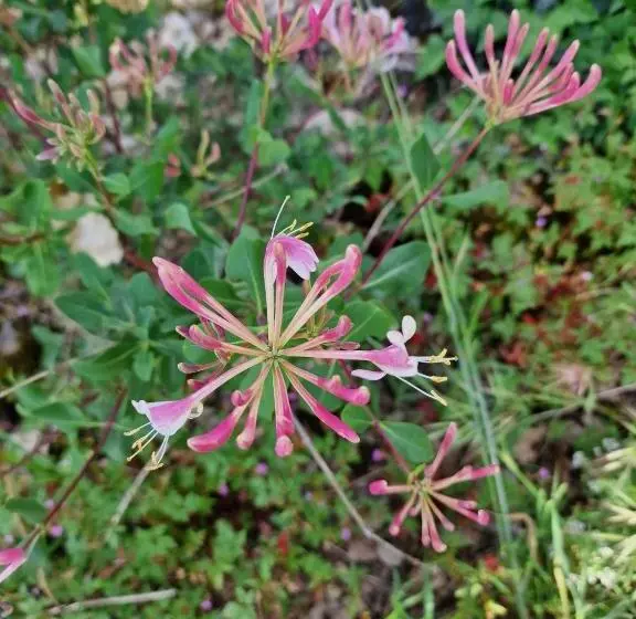 ベッドアンドブレックファースト L  Esmerand