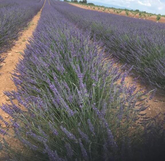 צימר L  Esmerand