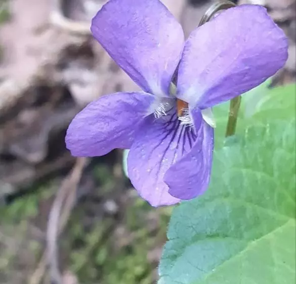 ベッドアンドブレックファースト L  Esmerand