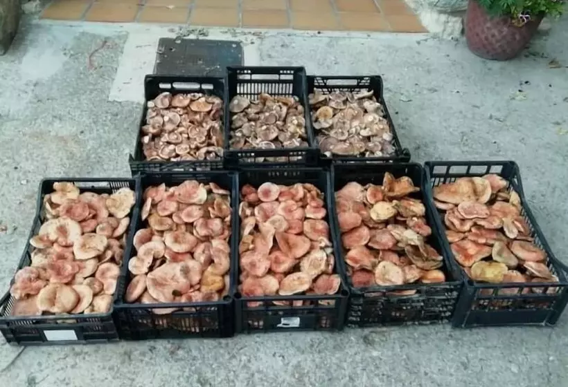 Majatalo Hostal Paquita