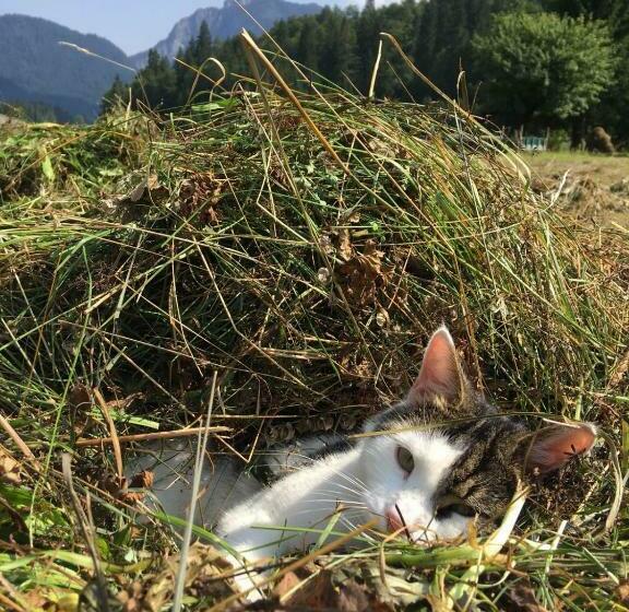 بنسيون Gatterl Zum See