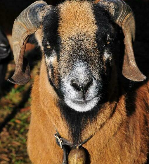 بنسيون Gatterl Zum See