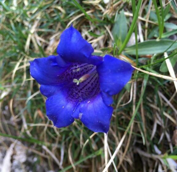 بنسيون Gatterl Zum See