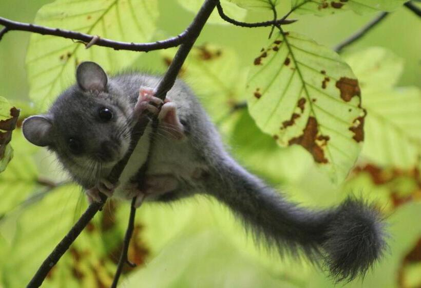 Sportpension Schober