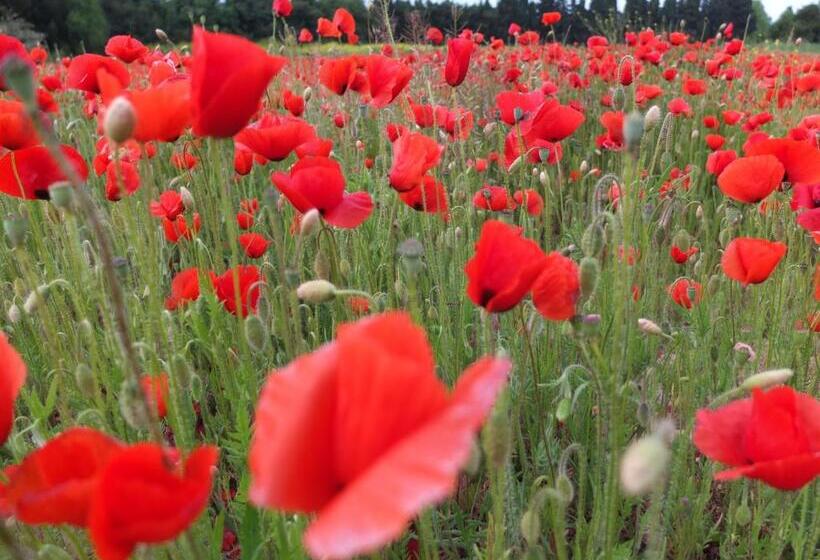 تختخواب و صبحانه Arles Bienvenue