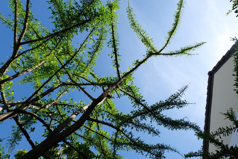 レジデンス Golden Sea Pattaya   Sha Extra Plus