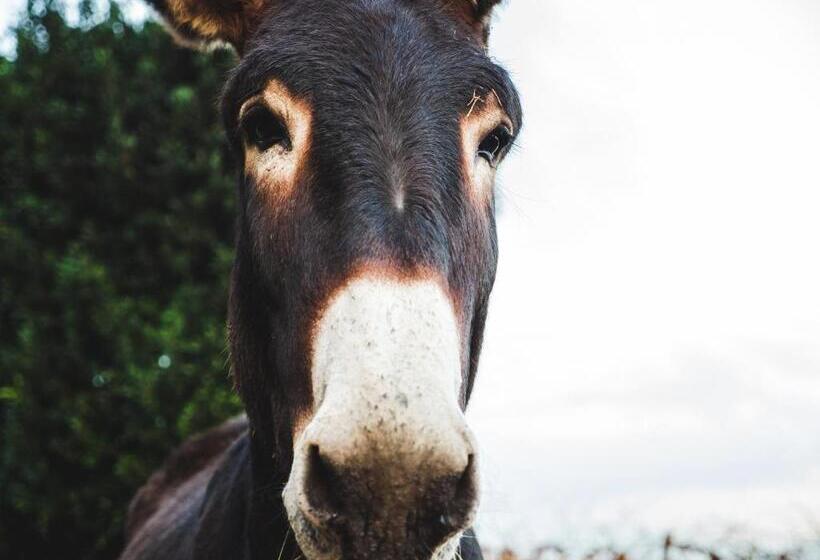 ベッドアンドブレックファースト Alle Zagare