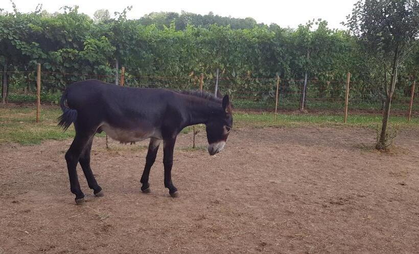 ベッドアンドブレックファースト Alle Zagare