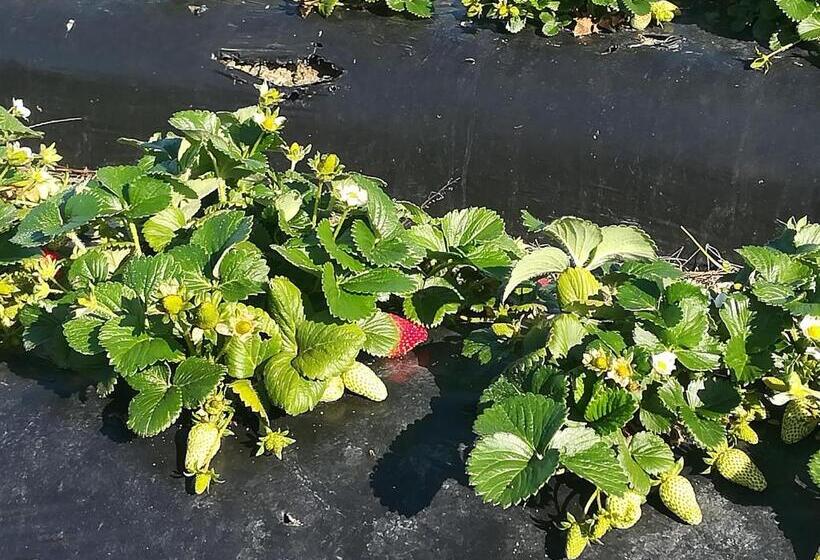 호텔 Country Club   Sto Estevao