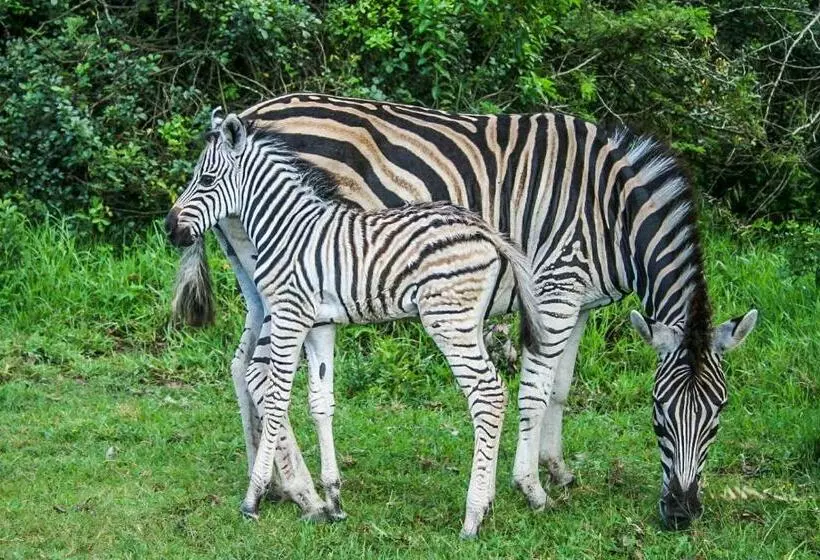 Aamiaismajoitus (B&B) Mtunzini Bnb