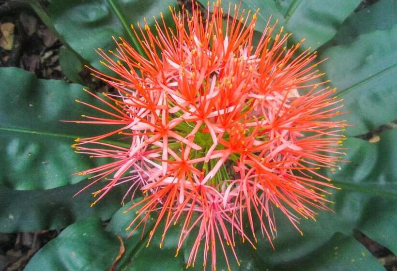 צימר Mtunzini Bnb