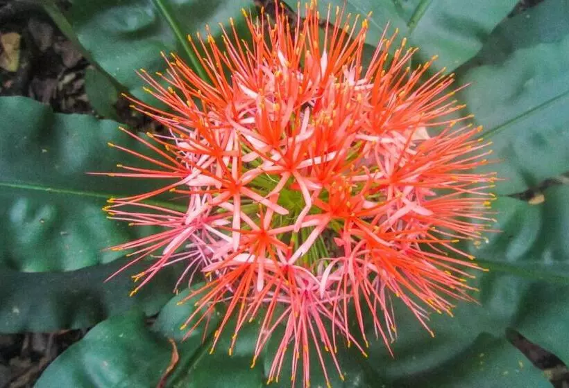 Aamiaismajoitus (B&B) Mtunzini Bnb