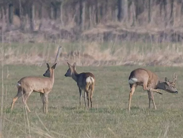 Bed & Breakfast De Neust