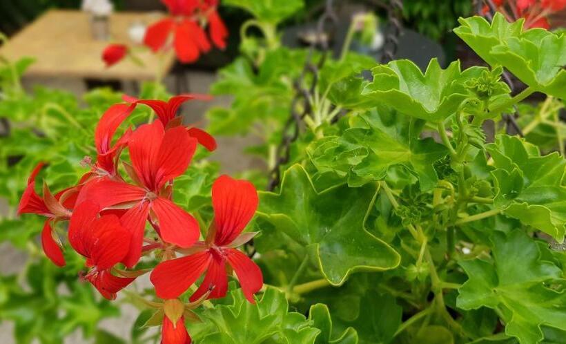 Pension Bartoschewitz