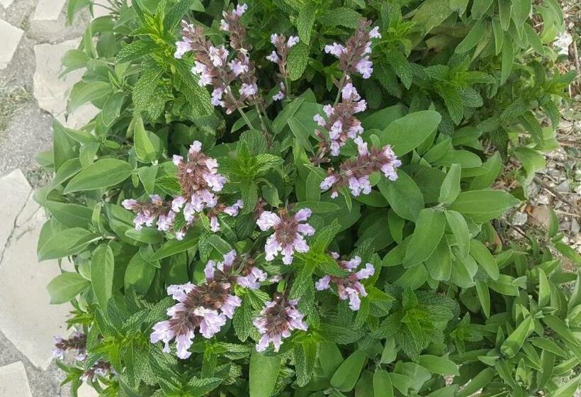 ベッドアンドブレックファースト Chambre D Hôtes Du Charme Provençal