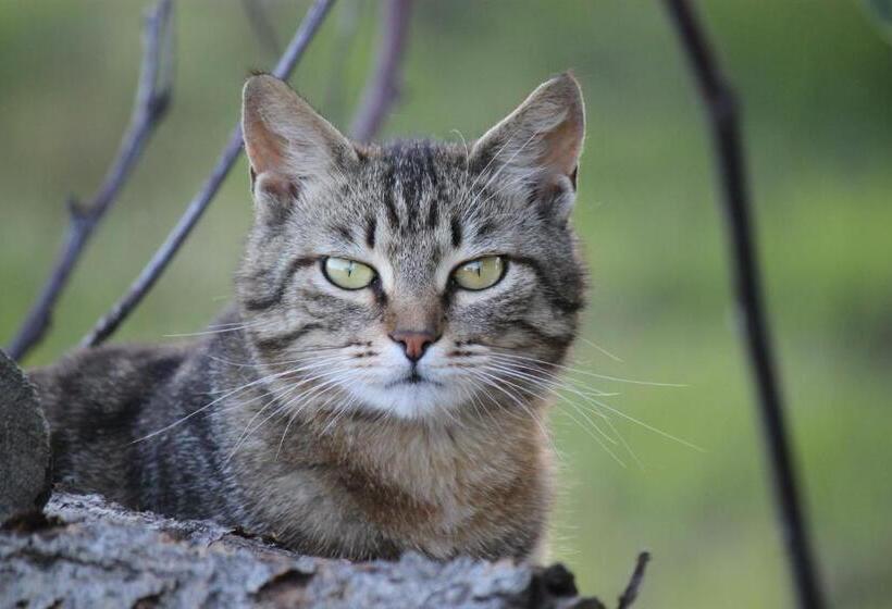 צימר La Casa Dei Gatti