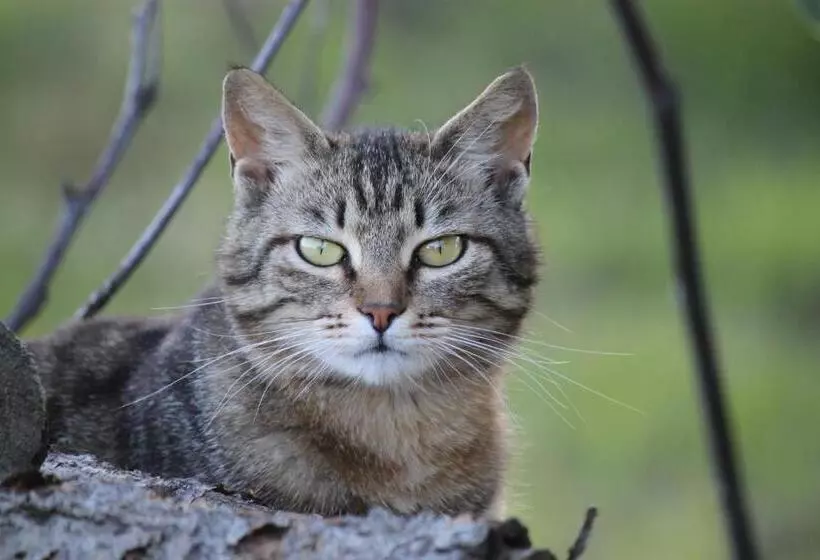 Aamiaismajoitus (B&B) La Casa Dei Gatti