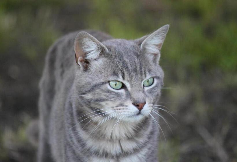 צימר La Casa Dei Gatti