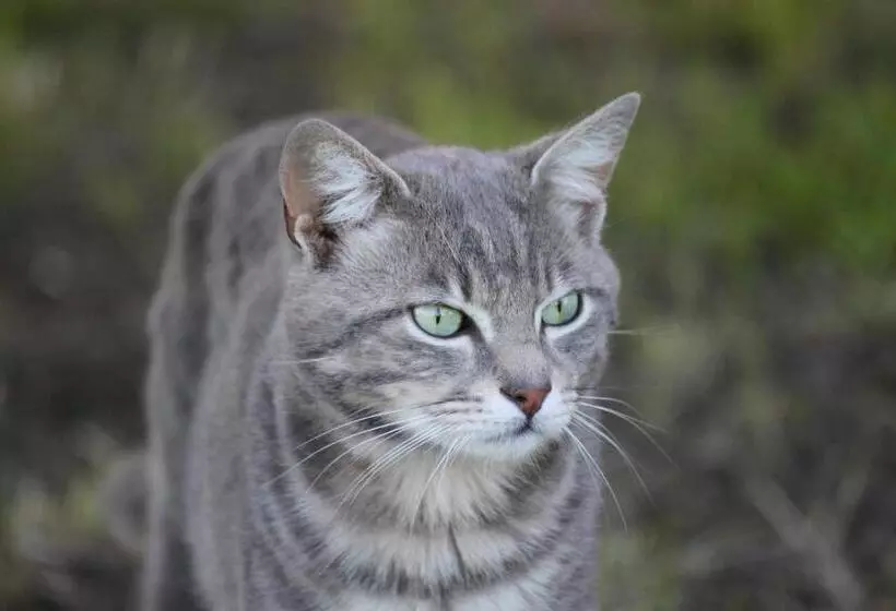 Aamiaismajoitus (B&B) La Casa Dei Gatti