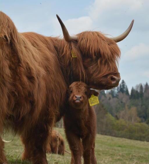 بنسيون Penzión Dinda