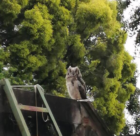 צימר Bell Park Self Catering