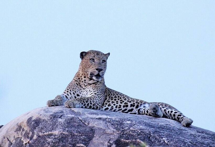 ホテル Elephant Reach