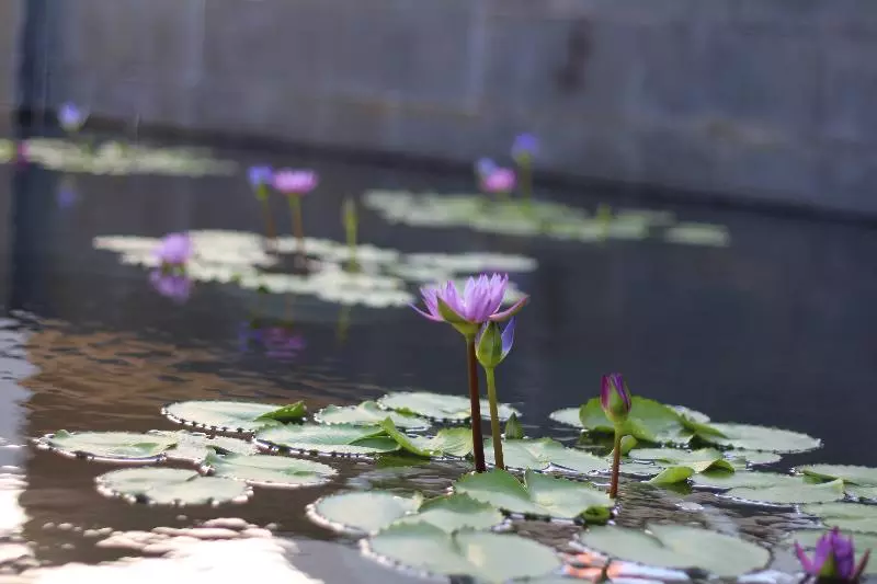 酒店 Pullman Danang Beach Resort