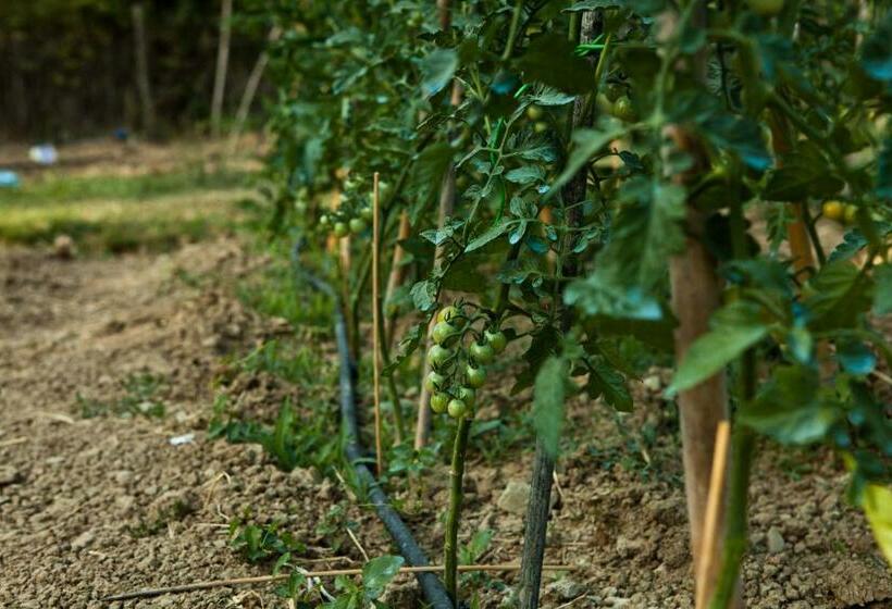 בית מלון כפרי Antico Giuncheto