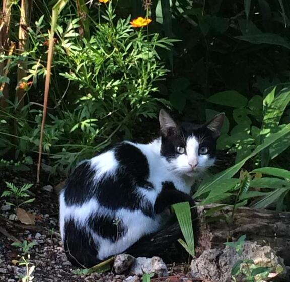 Bed & Breakfast Mayan Bungalow Near Chichén