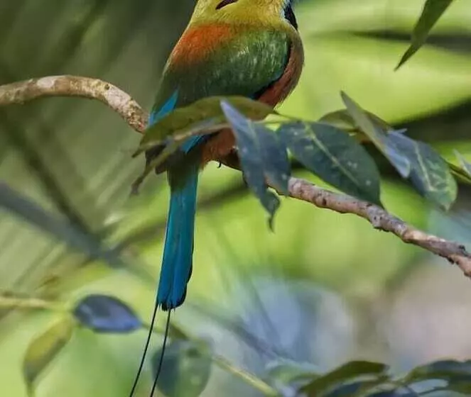 Aamiaismajoitus (B&B) Mayan Bungalow Near Chichén