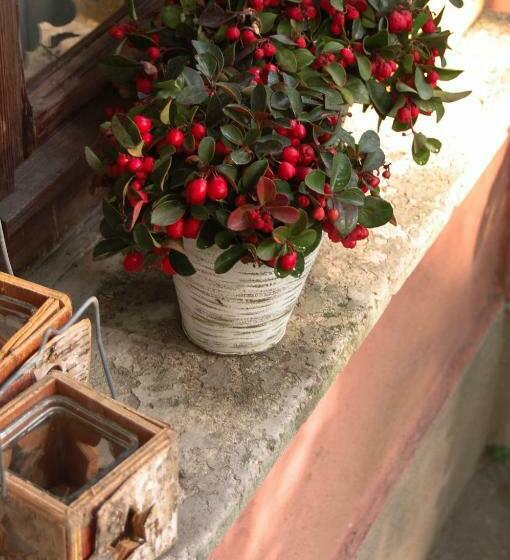 Bed and Breakfast Alle Fronde