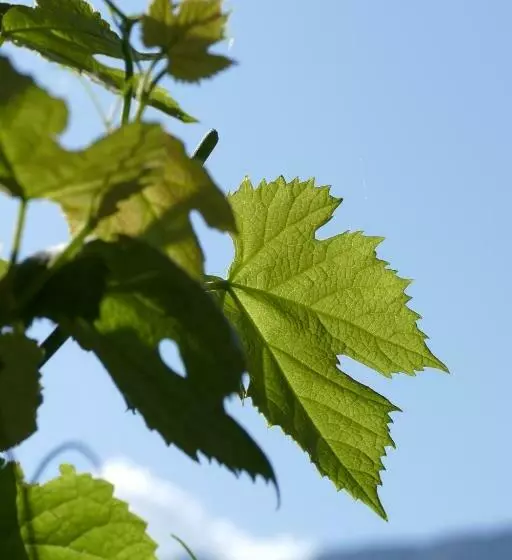 Aamiaismajoitus (B&B) Bnb Chantevent