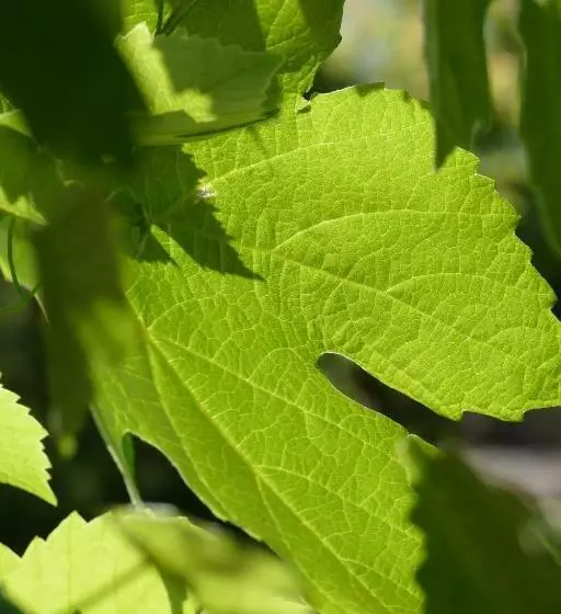 Aamiaismajoitus (B&B) Bnb Chantevent