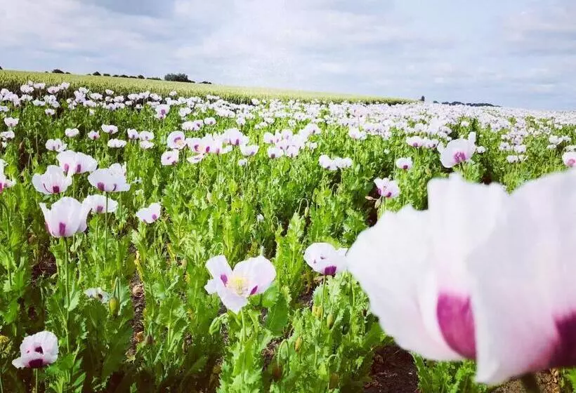 Aamiaismajoitus (B&B) Slapen Bij De Zeeuwse Lala