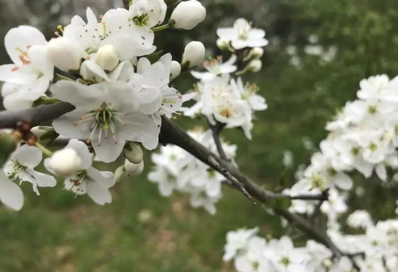 Aamiaismajoitus (B&B) Villa Venus Woods