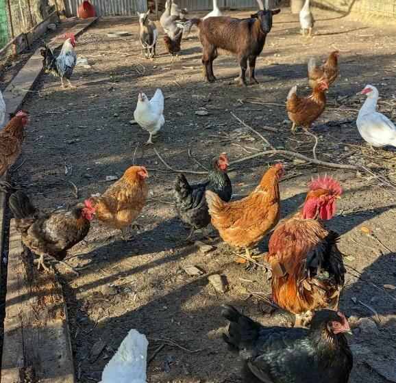 فندق Agriturismo A Canonica