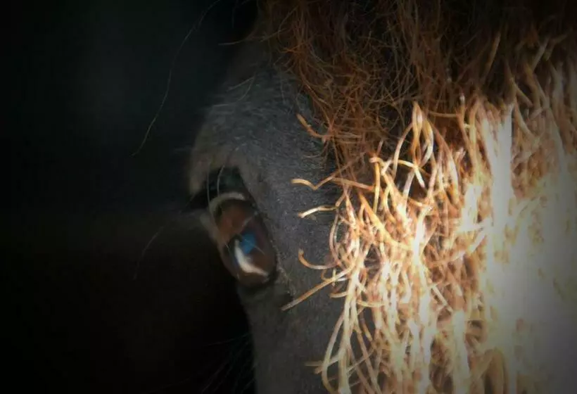 ペンション Sterrenhoeve